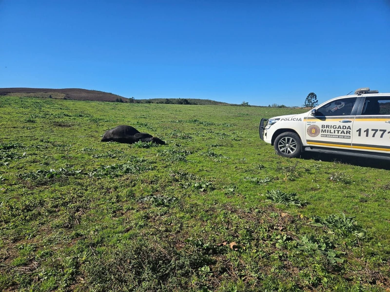 Idoso de 80 anos morre após ser atacado por touros no Rio Grande do Sul