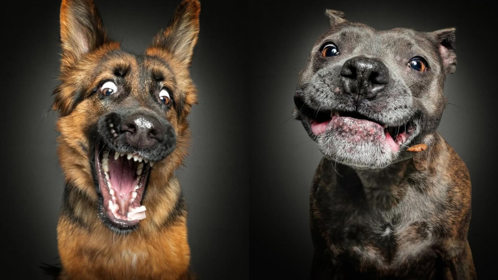 Fotógrafo faz imagens de cachorros em situações inusitadas; veja