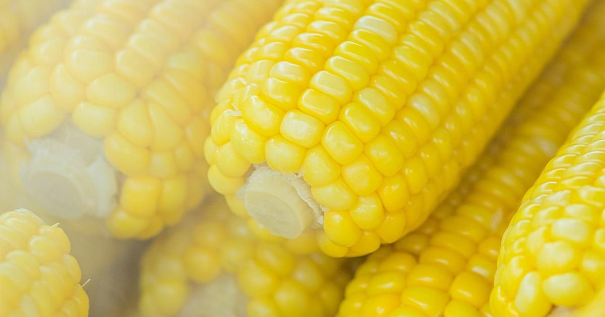 O cofre do milho: por dentro do banco que guarda o futuro da alimentação