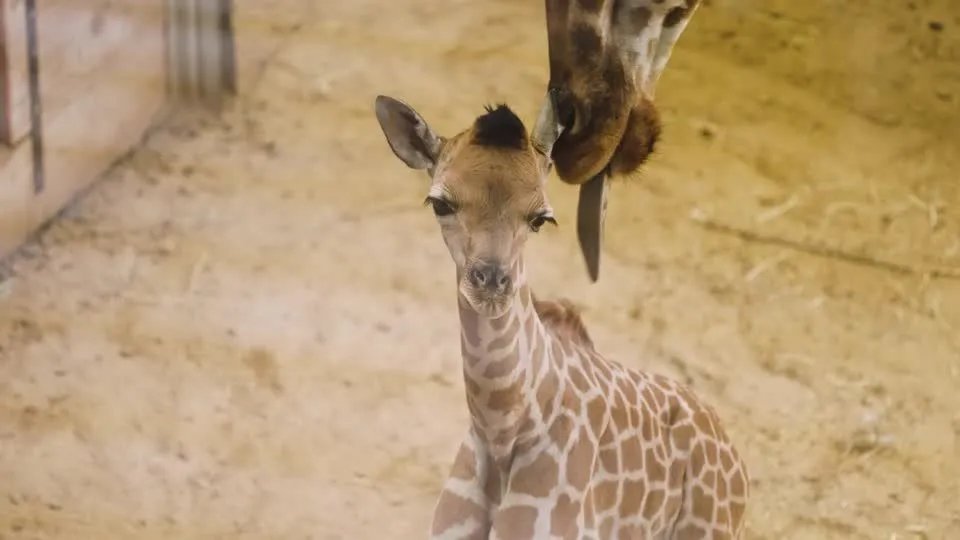 Filhote de girafa ameaçada de extinção nasce em zoológico na Bélgica