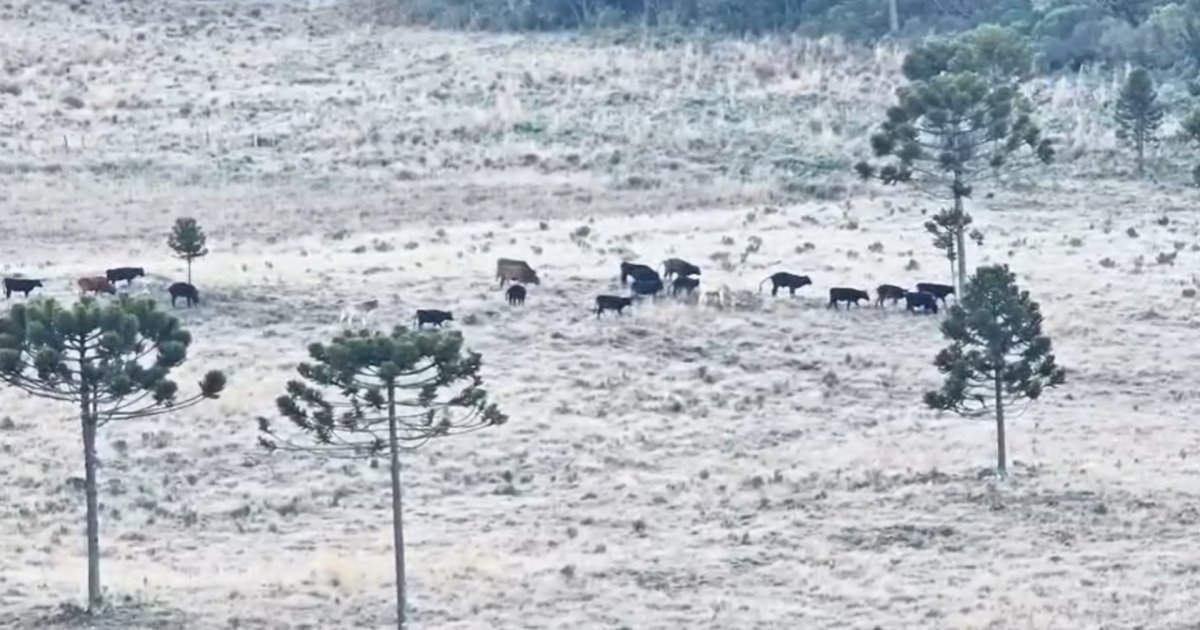 Vídeo: Serra Catarinense tem cena inusitada com gados em campos congelados