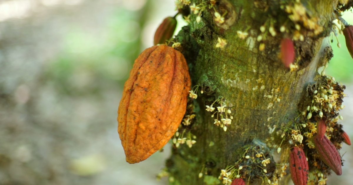 Cacau, café e açúcar já estão mais caros diante dos riscos do El Niño