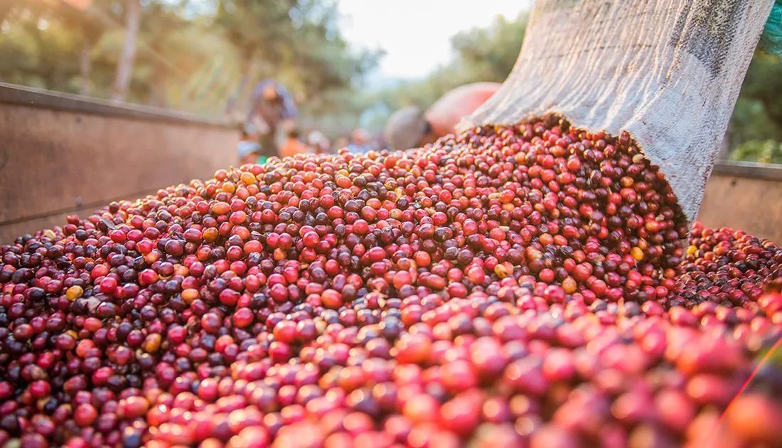 Exportações de café do Brasil crescem 9,9% em julho
