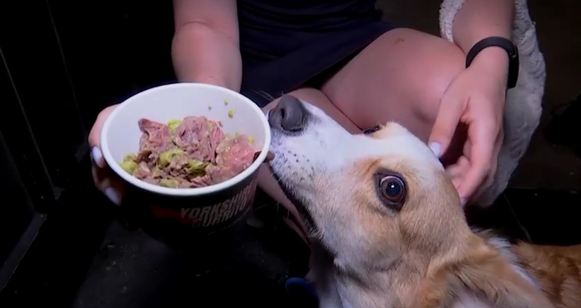 Pizza e cerveja para cachorro? Conheça o mercado de rua que virou febre em Londres