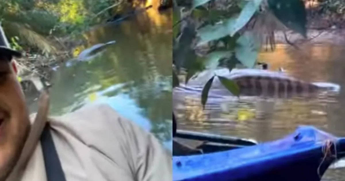 Pescador encontra sucuri gigante descansando de barriga cheia em rio do MS
