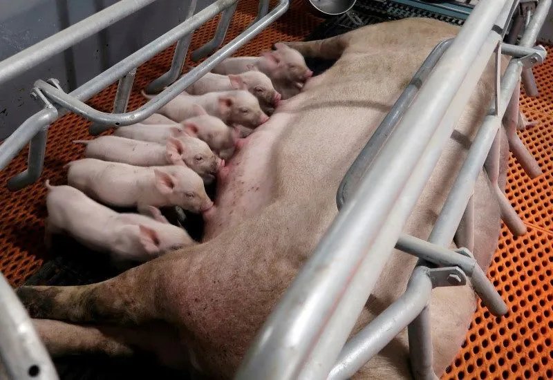 Frigoríficos ociosos levam Paraguai a importar suínos vivos do Brasil