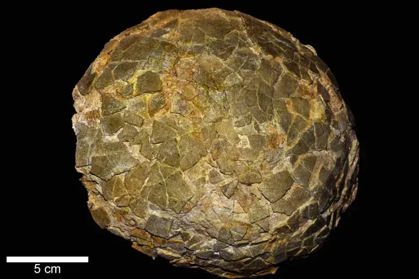 Os maiores dinossauros que já existiram eram capazes de se reproduzir em altas latitudes: agora, fragmentos de cascas de ovos foram descobertas