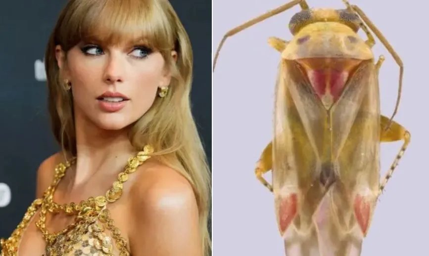 Esta é a Swiftiephylus, nova espécie de inseto em homenagem a Taylor Swift