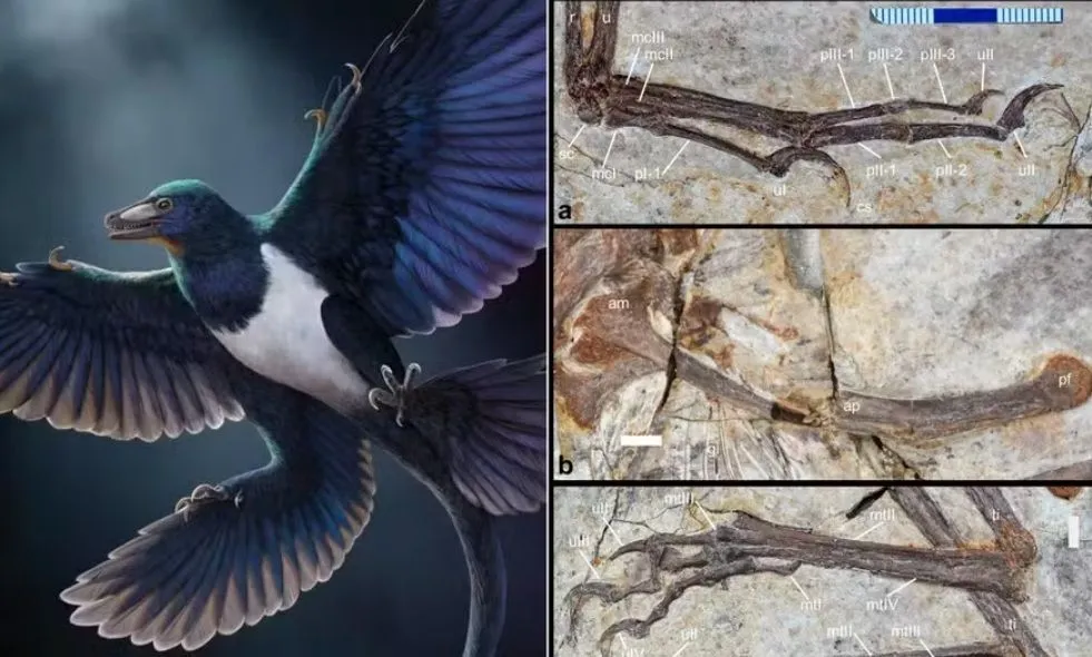 Por que este pequeno dinossauro de quatro asas está mudando o que sabemos sobre as aves?